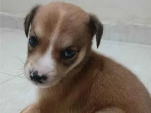 Cachorro raça SRD-ViraLata idade Abaixo de 2 meses nome bolt