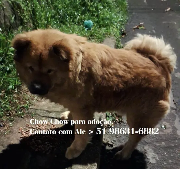 Cachorro ra a Chow Chow idade 2 anos nome CHOW CHOW