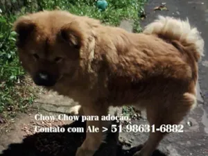 Cachorro raça Chow Chow idade 2 anos nome CHOW CHOW