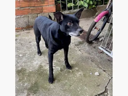 Cachorro raça SRD-ViraLata idade 4 anos nome Negão 