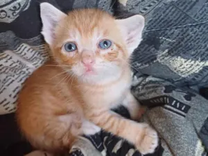 Gato raça SRD-ViraLata idade Abaixo de 2 meses nome Bebê laranja adocao