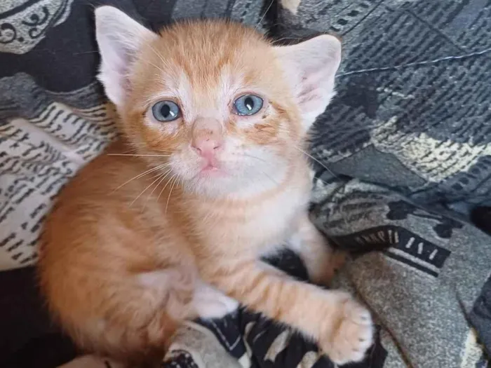 Gato ra a SRD-ViraLata idade Abaixo de 2 meses nome Bebê laranja adocao