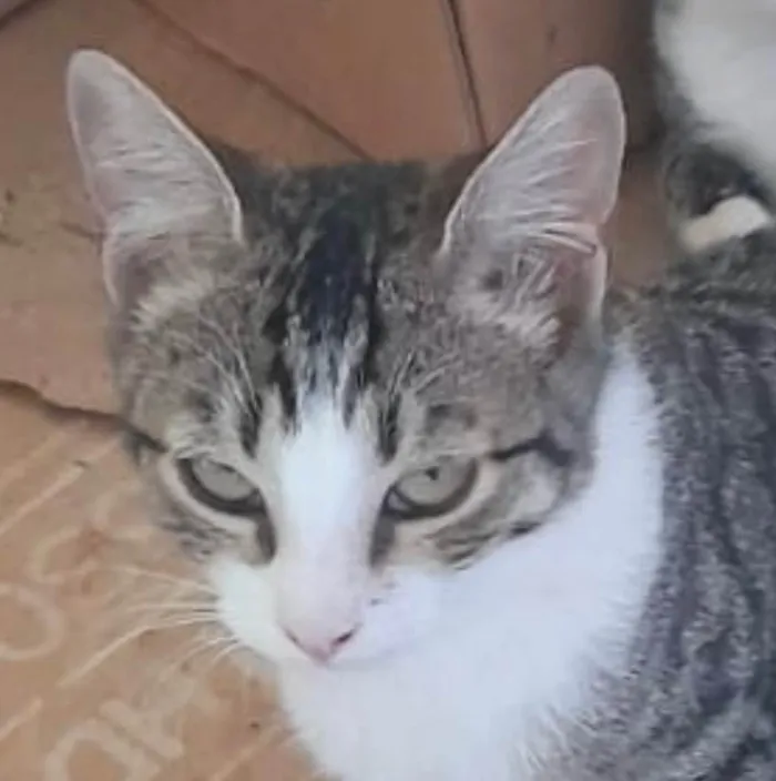 Gato ra a SRD-ViraLata idade 2 a 6 meses nome Léo 