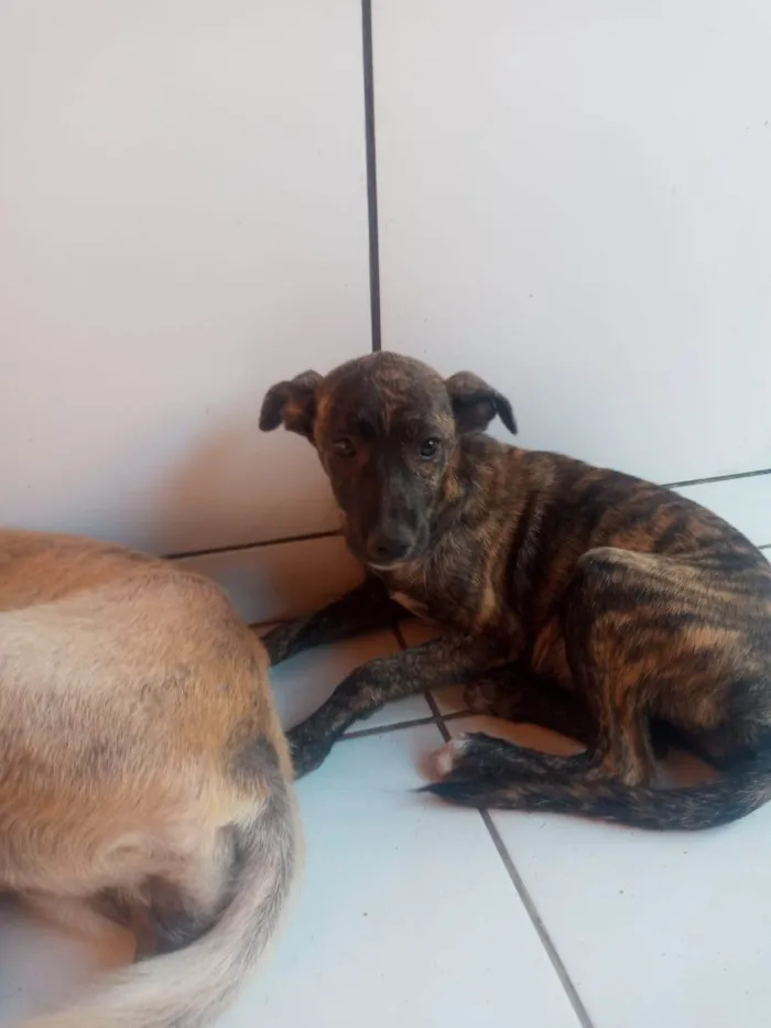 Cachorro ra a Srd idade 2 a 6 meses nome NAMER