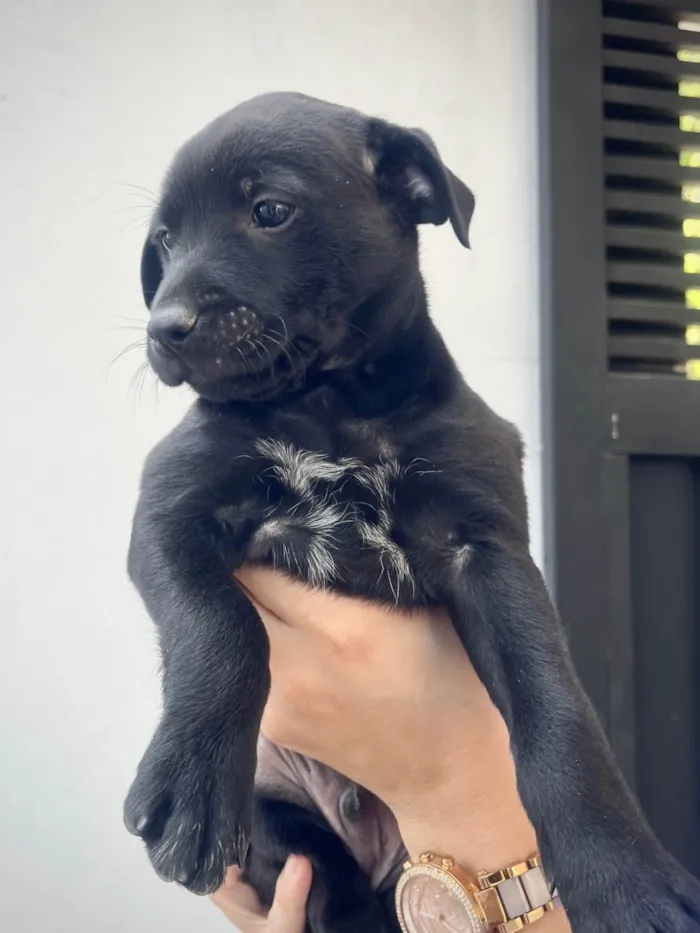 Cachorro ra a SRD-ViraLata idade Abaixo de 2 meses nome Nicoly Dornelas