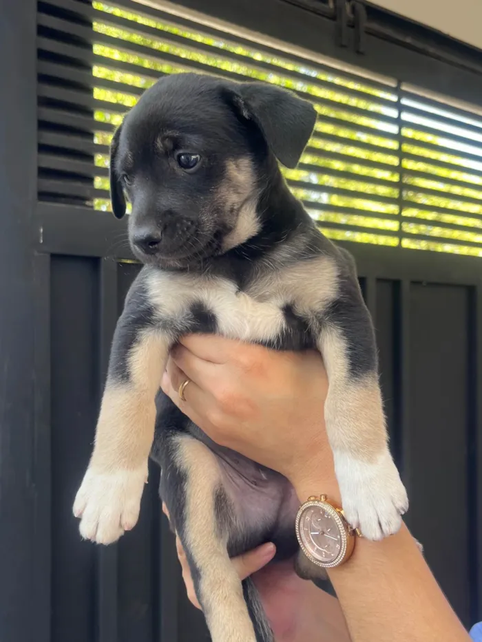 Cachorro ra a SRD-ViraLata idade Abaixo de 2 meses nome Nicoly Dornelas