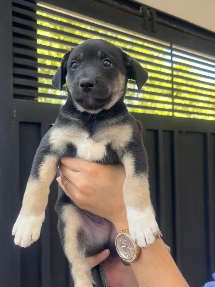 Cachorro ra a SRD-ViraLata idade Abaixo de 2 meses nome Nicoly Dornelas