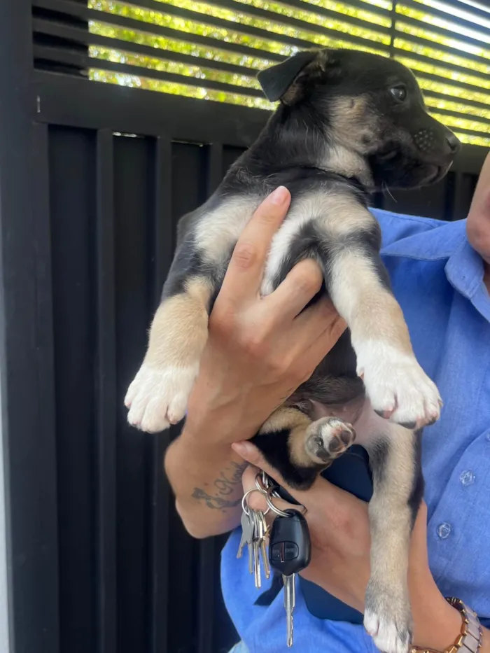 Cachorro ra a SRD-ViraLata idade Abaixo de 2 meses nome Nicoly Dornelas