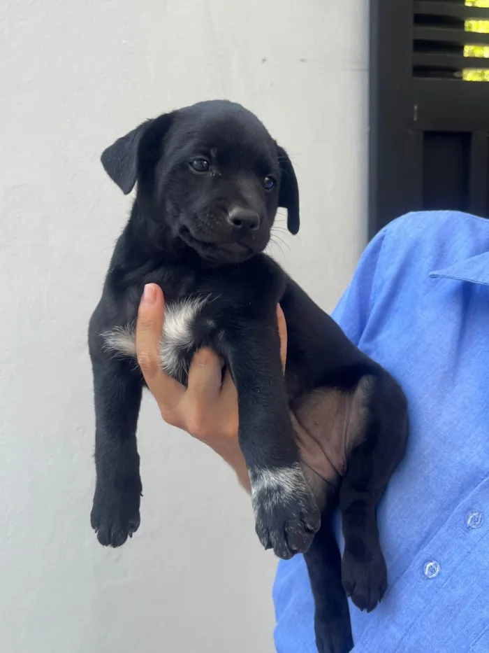 Cachorro ra a SRD-ViraLata idade Abaixo de 2 meses nome Nicoly Dornelas