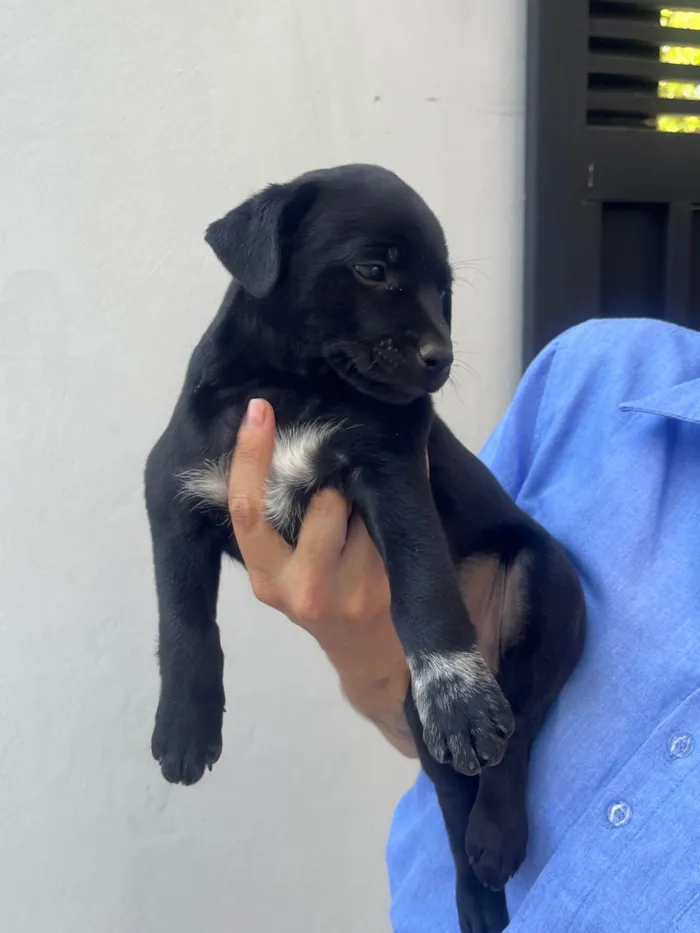 Cachorro ra a SRD-ViraLata idade Abaixo de 2 meses nome Nicoly Dornelas