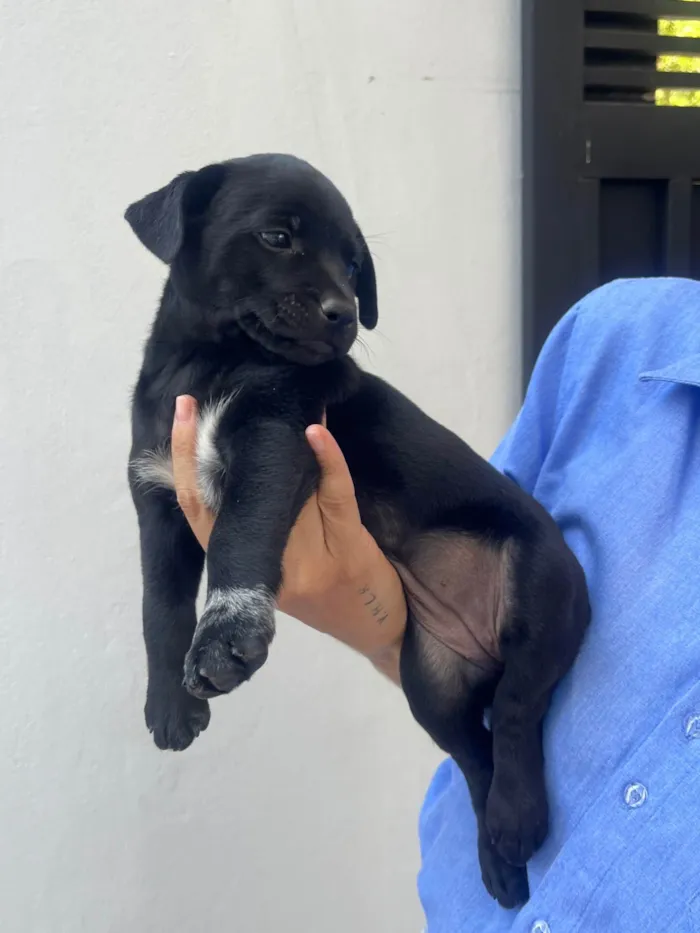 Cachorro ra a SRD-ViraLata idade Abaixo de 2 meses nome Nicoly Dornelas