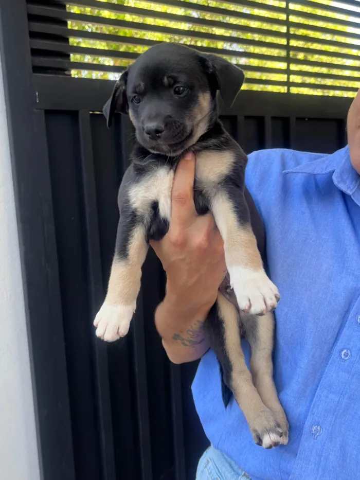 Cachorro ra a SRD-ViraLata idade Abaixo de 2 meses nome Nicoly Dornelas