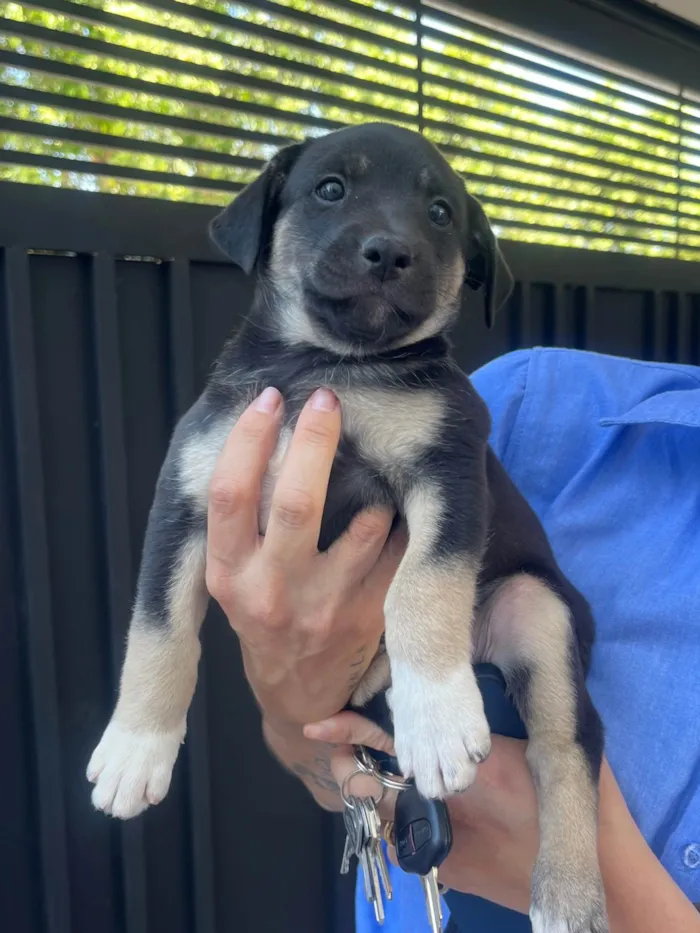 Cachorro ra a SRD-ViraLata idade Abaixo de 2 meses nome Nicoly Dornelas