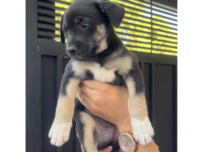 Cachorro ra a SRD-ViraLata idade Abaixo de 2 meses nome Nicoly Dornelas