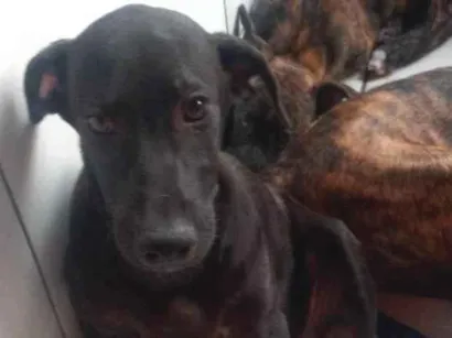 Cachorro raça SRD-ViraLata idade 7 a 11 meses nome Aron-Castrado