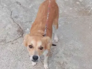 Cachorro raça SRD-ViraLata idade 2 anos nome Lua 