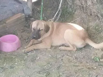 Cachorro raça Pastor Alemão idade 7 a 11 meses nome Marrom