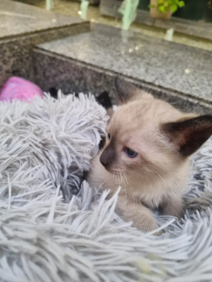 Gato ra a SRD-ViraLata idade Abaixo de 2 meses nome Rosinha