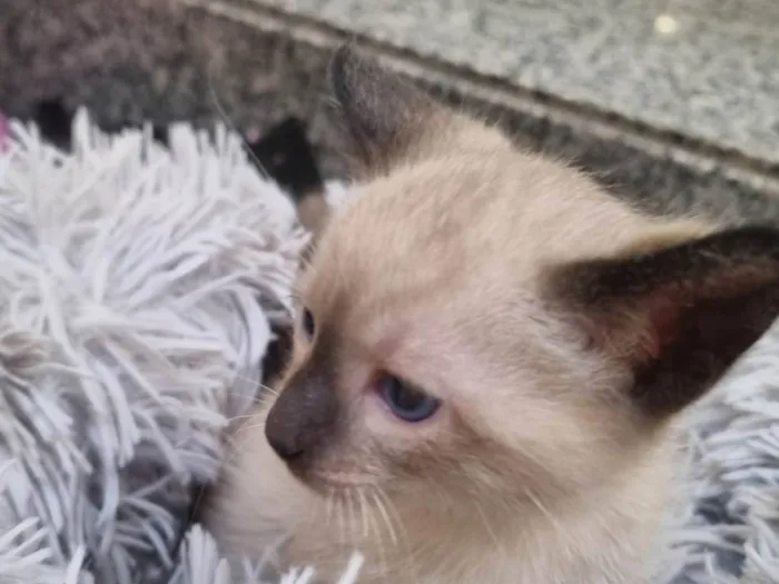 Gato ra a SRD-ViraLata idade Abaixo de 2 meses nome Rosinha