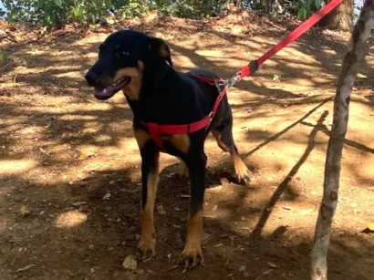 Cachorro raça SRD-ViraLata idade 2 a 6 meses nome Mily