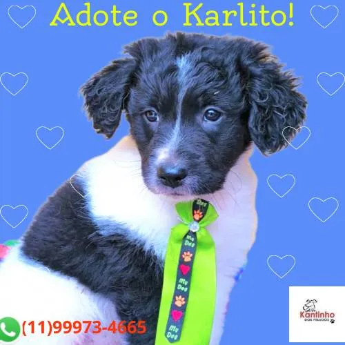 Cachorro ra a SRD-ViraLata idade 2 a 6 meses nome Karlito 