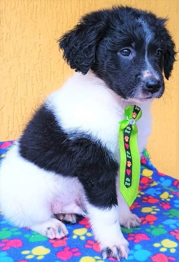 Cachorro ra a SRD-ViraLata idade 2 a 6 meses nome Karlito 