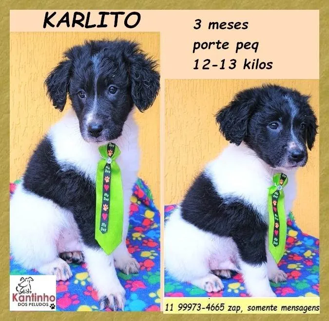 Cachorro ra a SRD-ViraLata idade 2 a 6 meses nome Karlito 