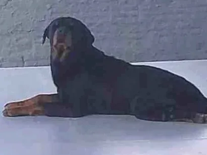 Cachorro raça Rottweiler idade 1 ano nome Sem nome (Bob)