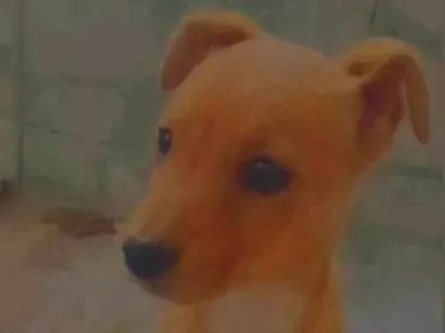 Cachorro raça SRD-ViraLata idade 2 a 6 meses nome Violeta 