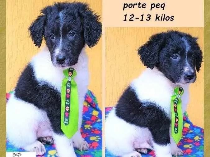 Cachorro ra a SRD-ViraLata idade 2 a 6 meses nome Karlito 