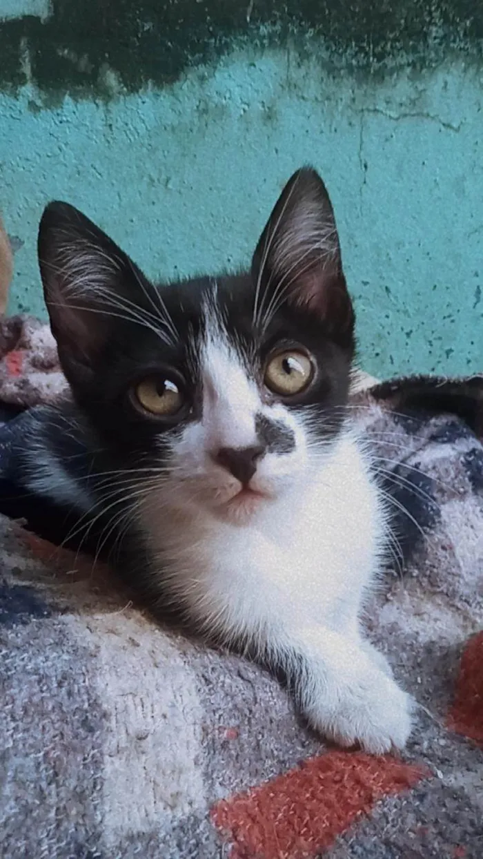 Gato ra a SRD-ViraLata idade 2 a 6 meses nome Azlin 