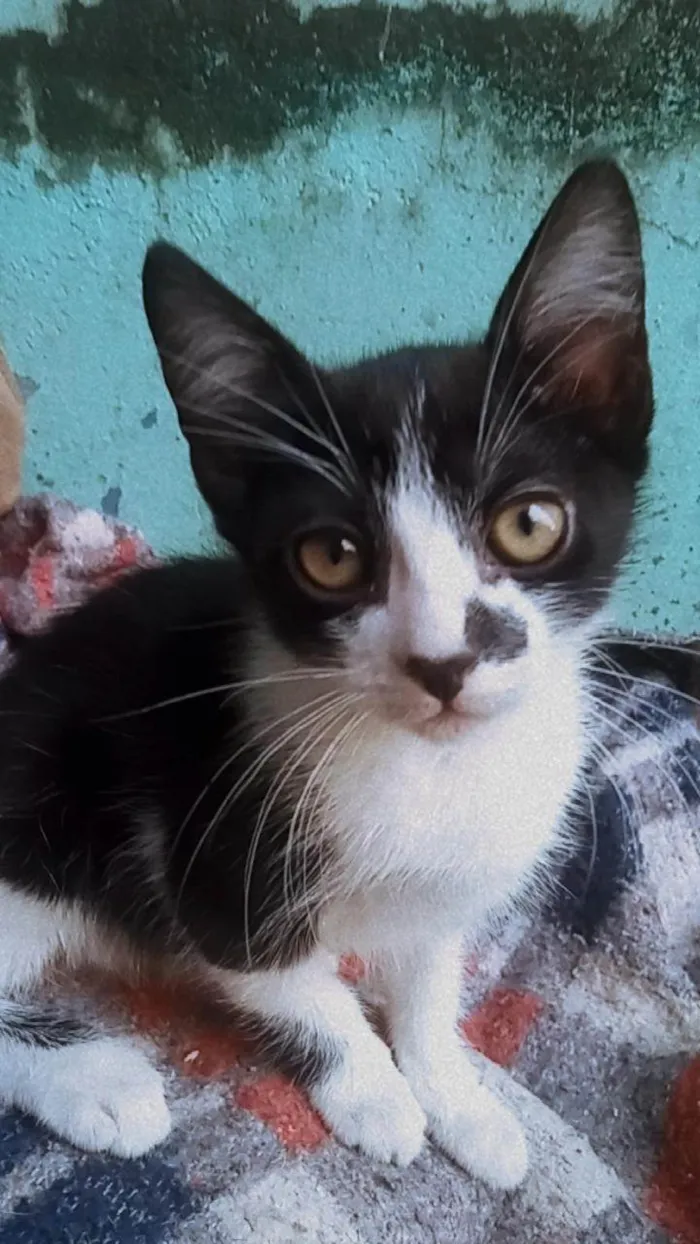 Gato ra a SRD-ViraLata idade 2 a 6 meses nome Azlin 