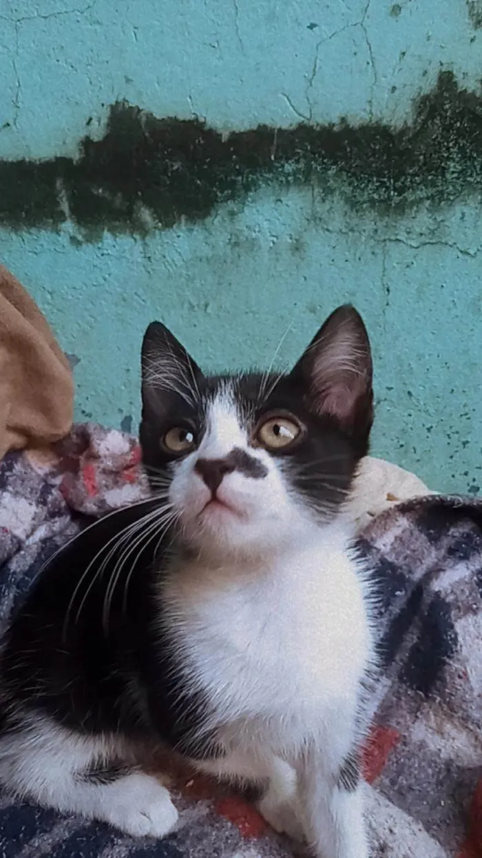 Gato ra a SRD-ViraLata idade 2 a 6 meses nome Azlin 