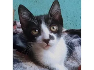 Gato raça SRD-ViraLata idade 2 a 6 meses nome Azlin 