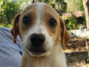 Cachorro raça SRD-ViraLata idade 2 a 6 meses nome Rex