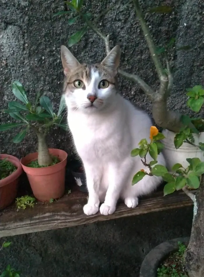 Gato ra a SRD-ViraLata idade 2 anos nome Iris 