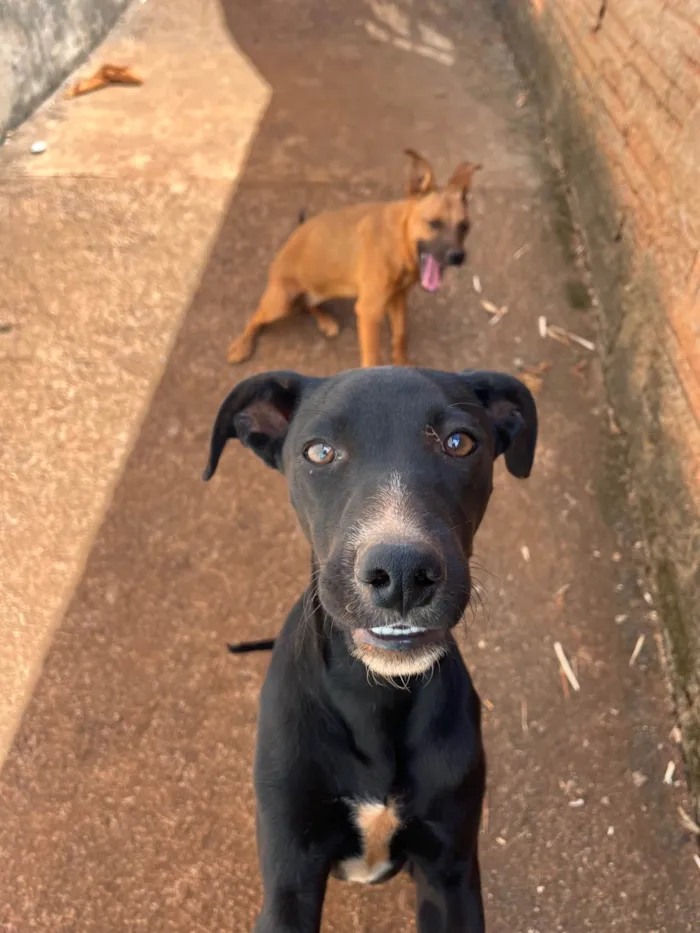 Cachorro ra a SRD-ViraLata idade 7 a 11 meses nome Jack e Nina 