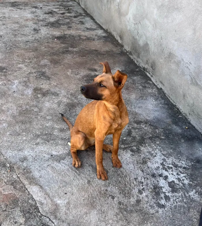 Cachorro ra a SRD-ViraLata idade 7 a 11 meses nome Jack e Nina 