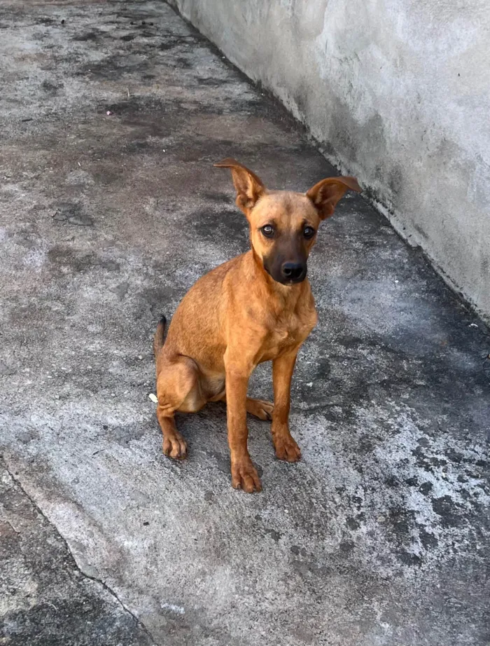 Cachorro ra a SRD-ViraLata idade 7 a 11 meses nome Jack e Nina 