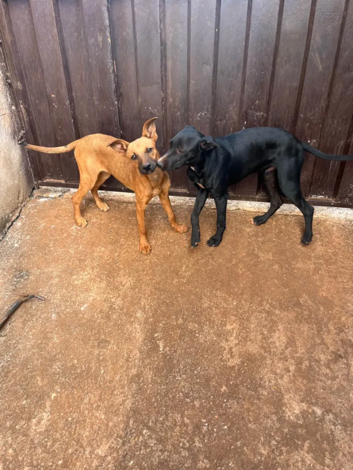 Cachorro ra a SRD-ViraLata idade 7 a 11 meses nome Jack e Nina 