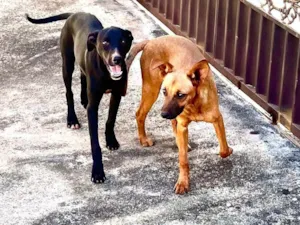 Cachorro raça SRD-ViraLata idade 7 a 11 meses nome Jack e Nina 