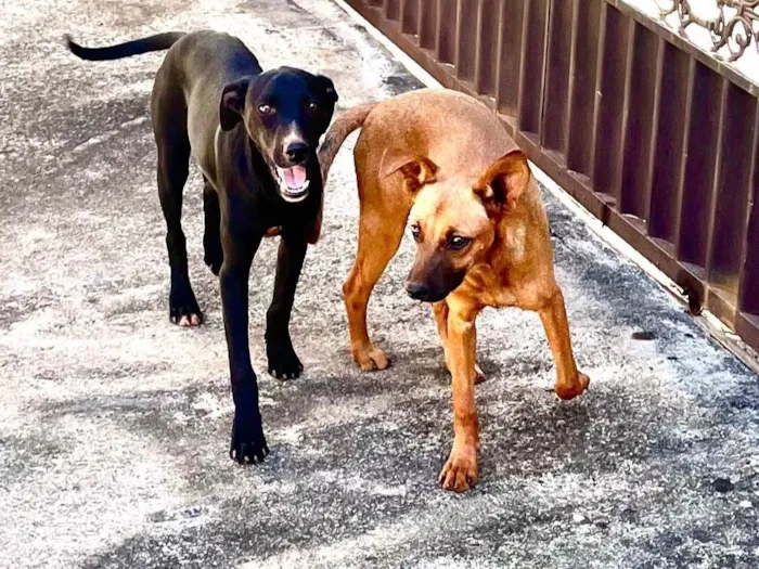 Cachorro ra a SRD-ViraLata idade 7 a 11 meses nome Jack e Nina 