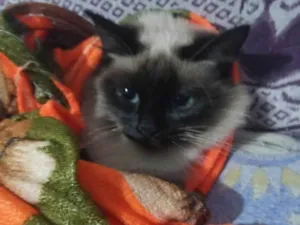 Gato raça Siamês idade 2 anos nome Hannah