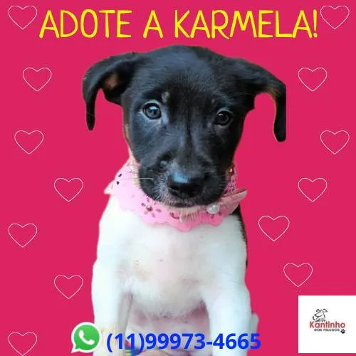 Cachorro ra a SRD-ViraLata idade 2 a 6 meses nome Karmela 