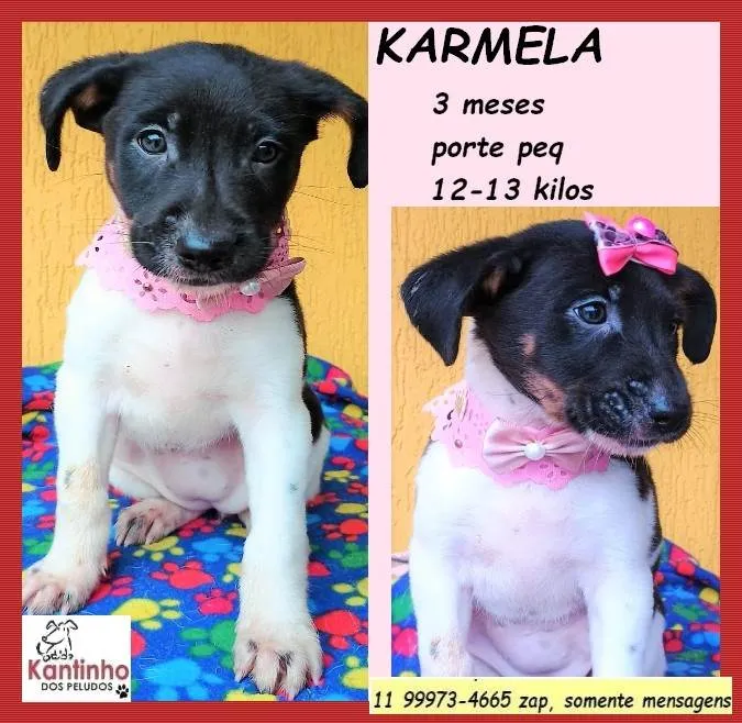 Cachorro ra a SRD-ViraLata idade 2 a 6 meses nome Karmela 