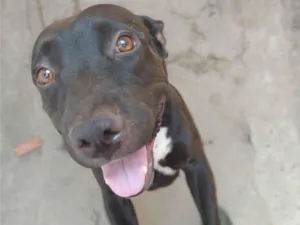 Cachorro raça Pit-Bull idade 4 anos nome DEIVIS LIBER BLANCO GALLARDO