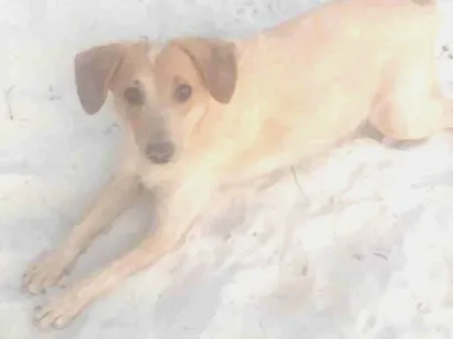 Cachorro raça SRD-ViraLata idade 7 a 11 meses nome Kyra, Lessye e Spayk