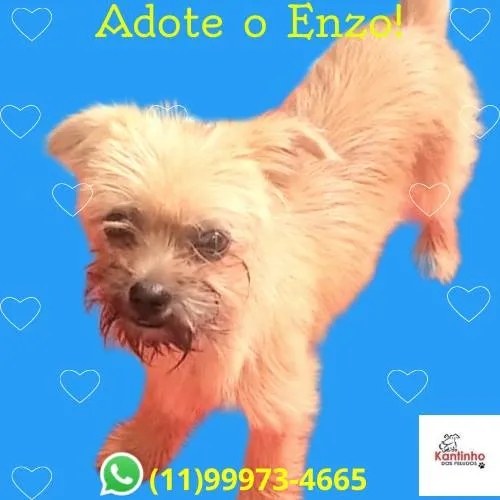 Cachorro ra a SRD-ViraLata idade 2 a 6 meses nome Enzo