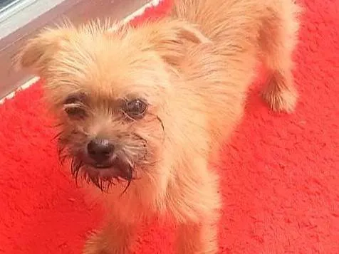 Cachorro ra a SRD-ViraLata idade 2 a 6 meses nome Enzo