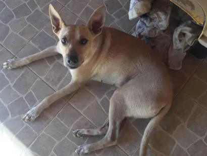 Cachorro raça SRD-ViraLata idade 1 ano nome Chanana